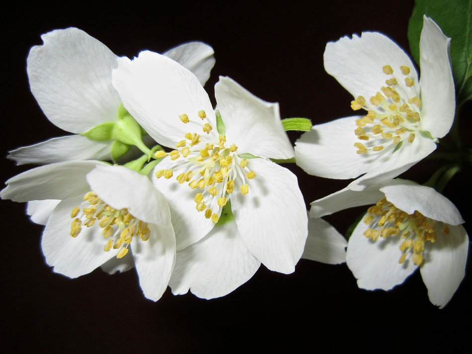 Uso de esencias florales