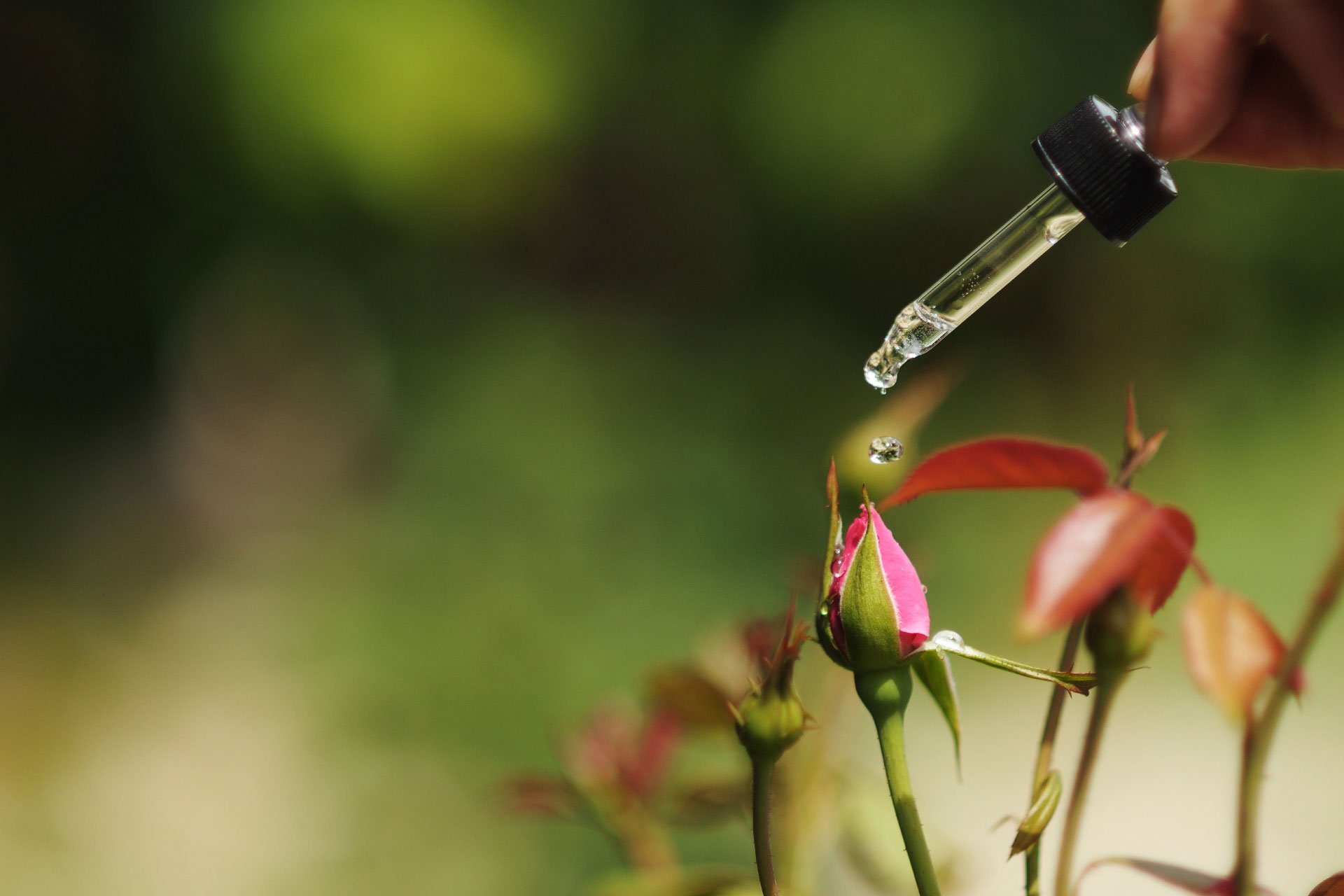 Descubre-el-poder-de-las-esencias-florales