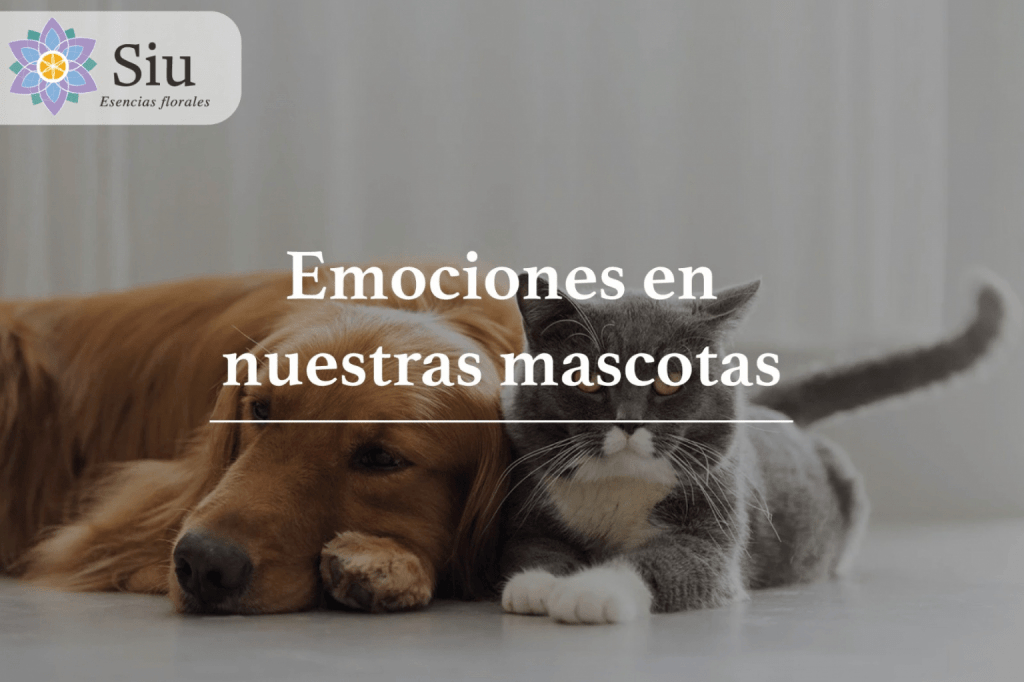 emociones en nuestras mascotas