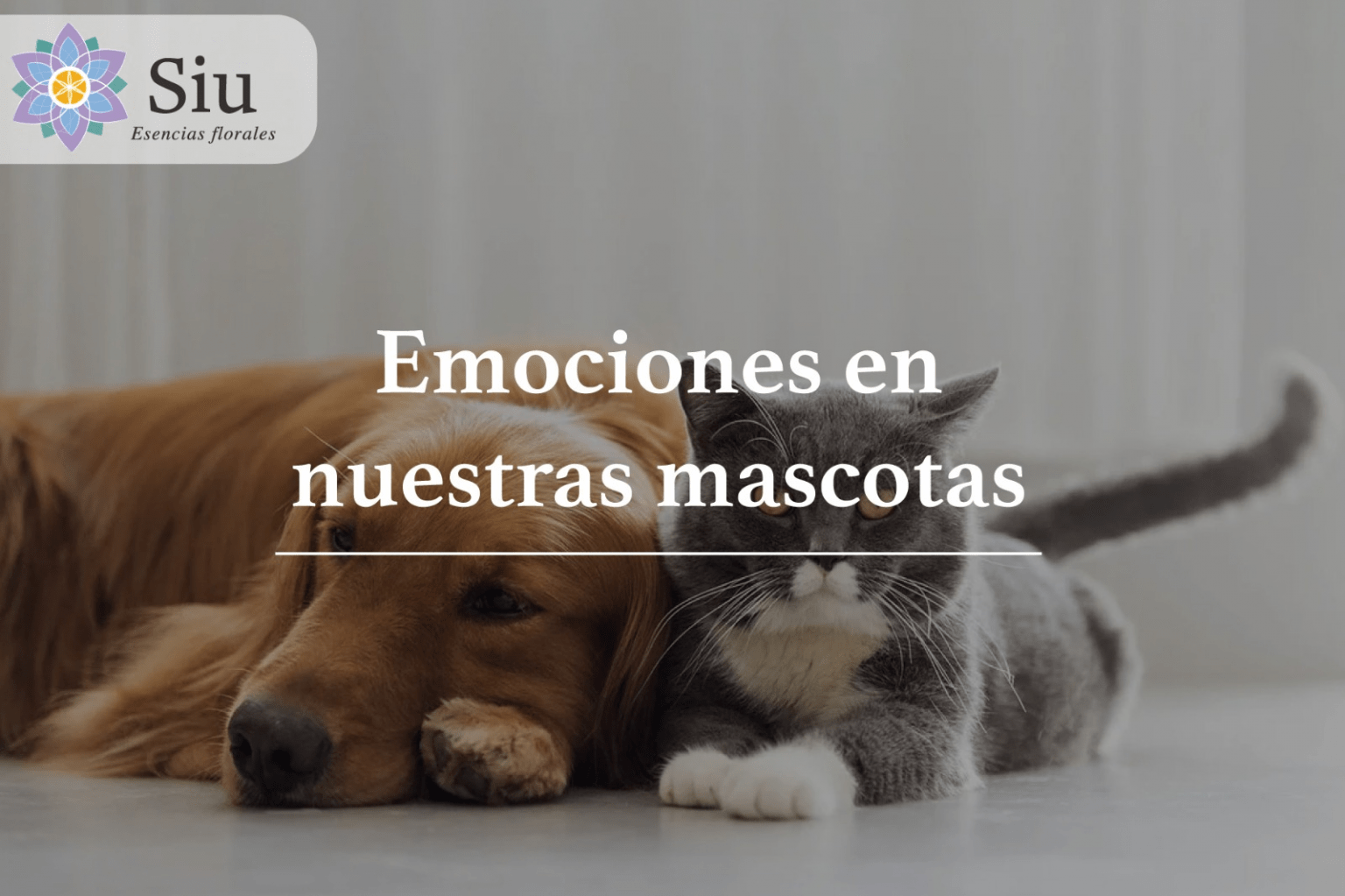 Flores de Bach: Emociones en nuestras mascotas