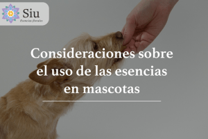 uso de esencias en mascotas