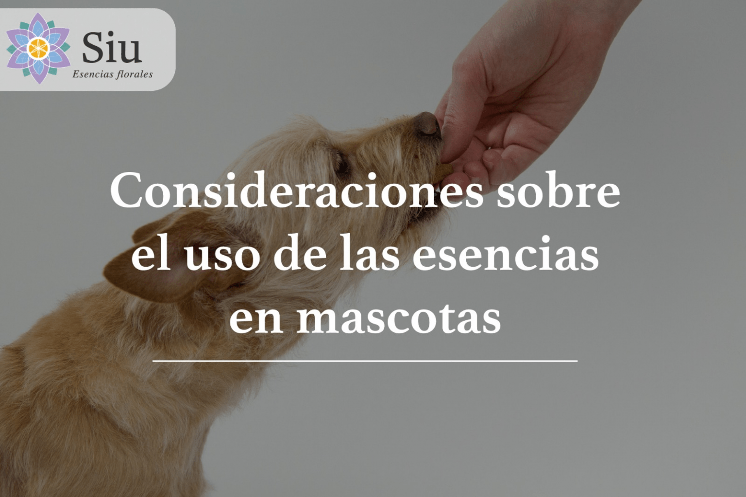 uso de esencias en mascotas