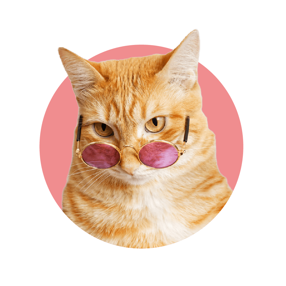 imagen-gato-mascotas-siu-esencias