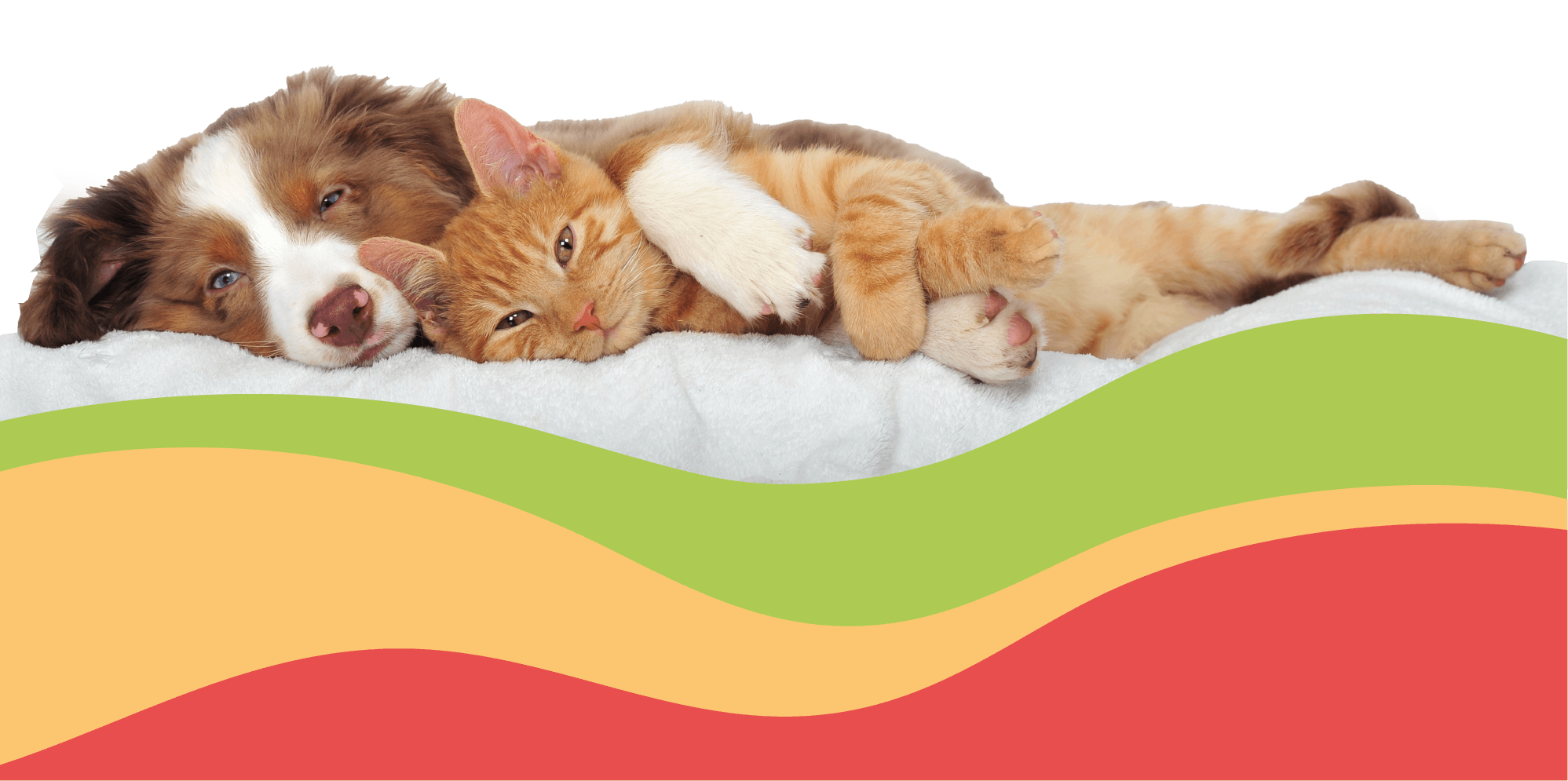 imagen-gato-perro-mascotas-siu-esencias