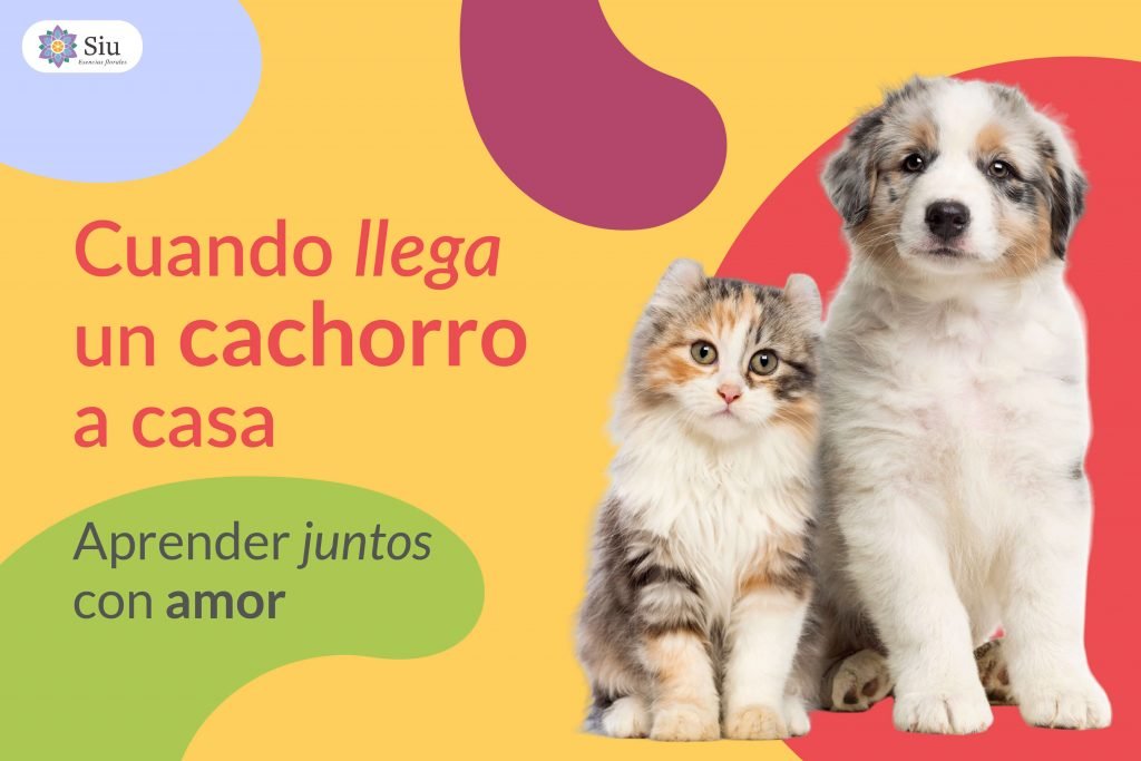 portada-blog-cuando-llega-un-cachorro-a-casa-siu-esencias