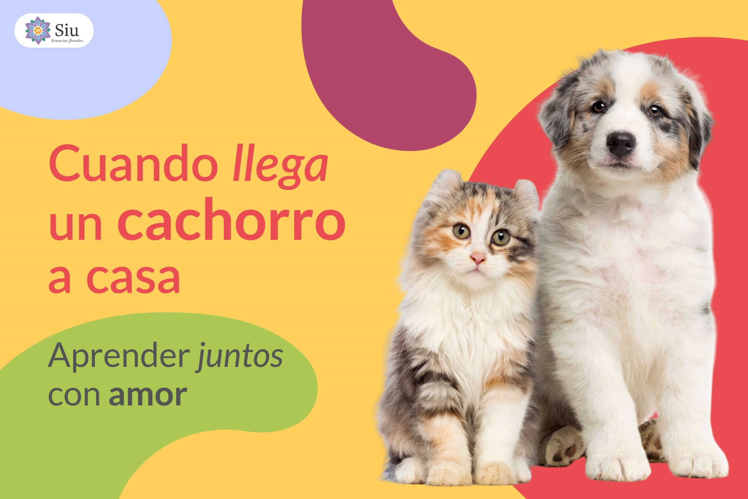 portada-blog-cuando-llega-un-cachorro-a-casa-siu-esencias
