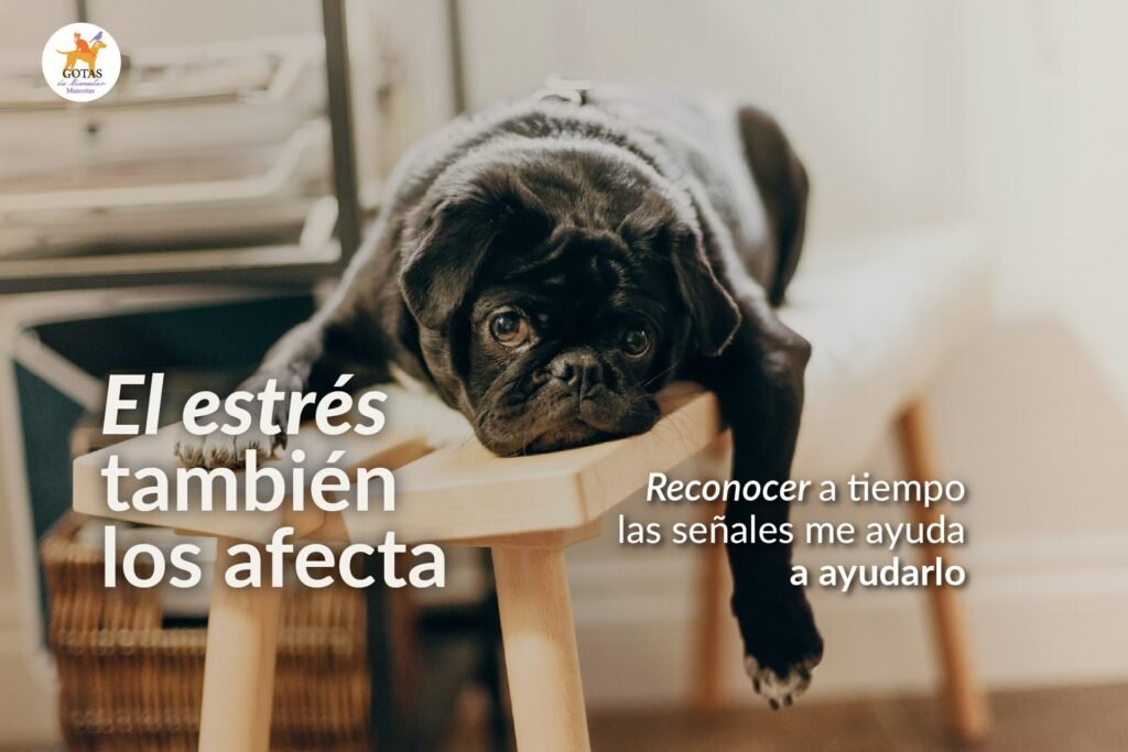 portada-blog-el-estres-tambien-los-afecta-siu-esencias