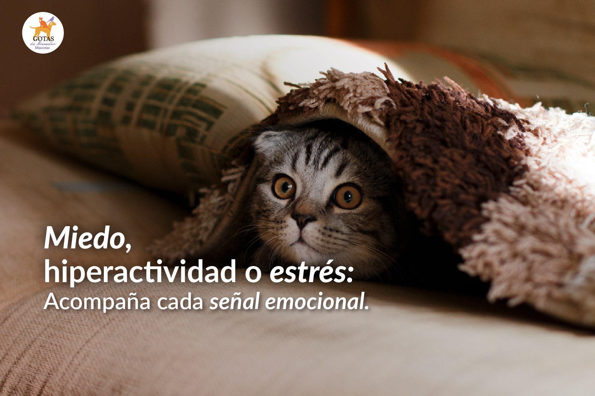 Portada-blog-miedo-hiperactividad-estres-siu-mascotas