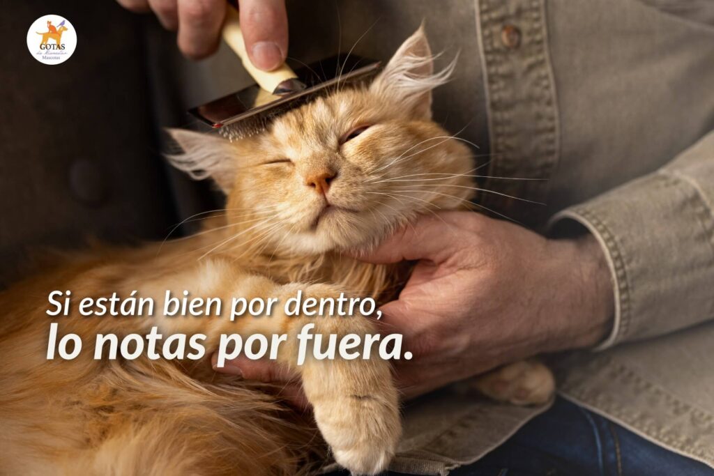 portada-blog-bien-por-dentro-bien-por-fuera-mascotas-siu-esencias