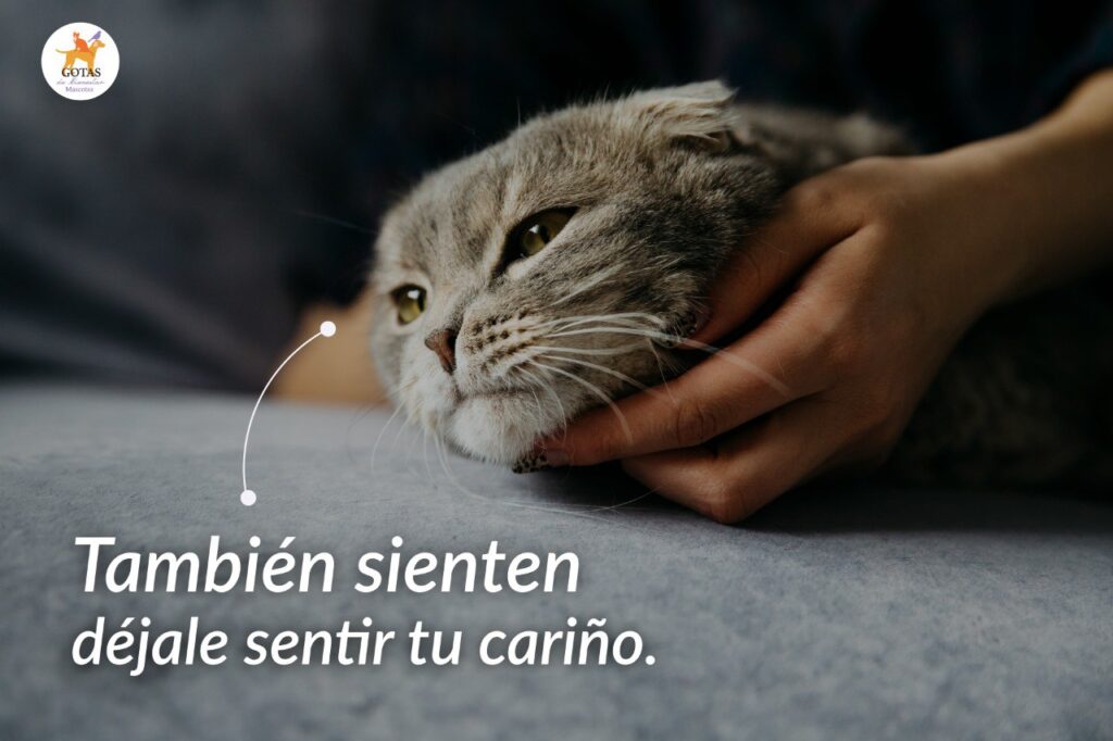 portada-blog-tambien-sienten-deja