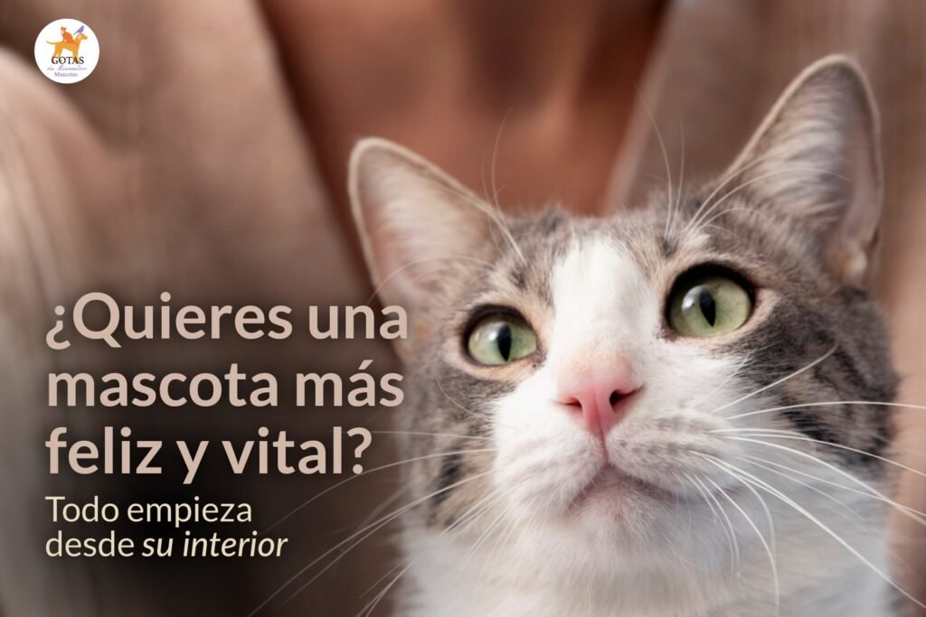 portada-blog-mas-vitalidad-mas-bienestar