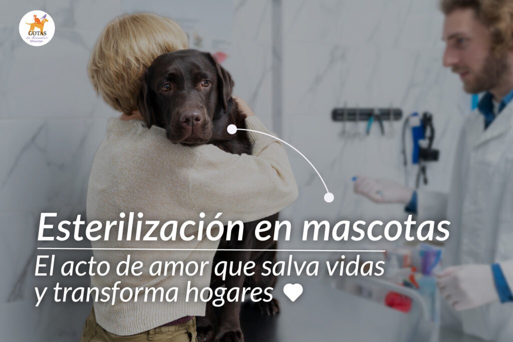 portada-blog-mascotas-esterilizacion-siu-esencias